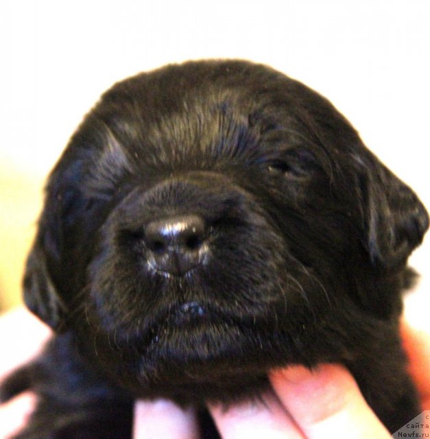 Фото: ньюфаундленд Akvatoriya Kelvin Golubaya Laguna (Акватория Келвин Голубая Лагуна), щенки