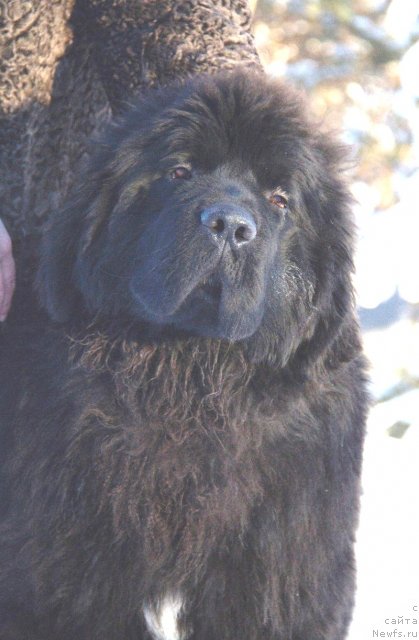 Фото: ньюфаундленд Aquatoriya Kelvin Fase Control (Акватория Келвин Фэйс Контрол)