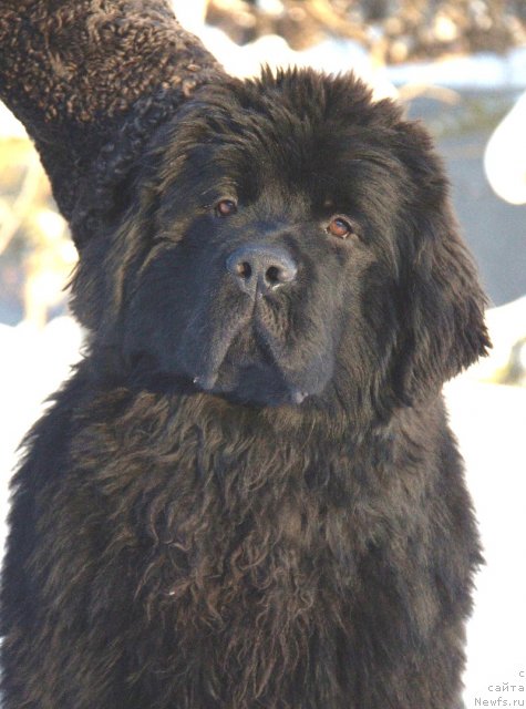 Фото: ньюфаундленд Aquatoriya Kelvin From Siberia at Cayuga (Акватория Келвин Фром Сибириа эт Каюга)