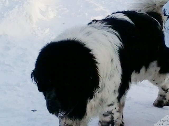 Фото: ньюфаундленд Super Bizon Ekaterinburg (Супер Бизон Екатеринбург)