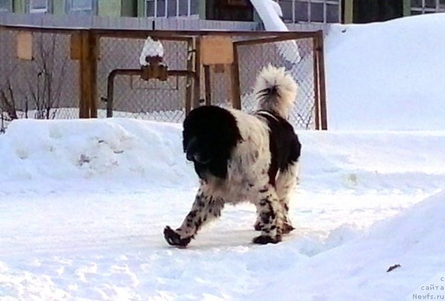 Фото: ньюфаундленд Super Bizon Ekaterinburg (Супер Бизон Екатеринбург)