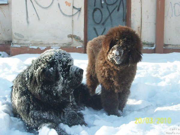 Фото: ньюфаундленд Carevich Imperii N'yuf ot Marleon Dusvik (Царевич Империи Ньюф от Марлеон Дусвик), ньюфаундленд CHernyiy SHarm Amber Best Dog FO Marleon (Черный Шарм Амбер Бест Дог ФО Марлеон)