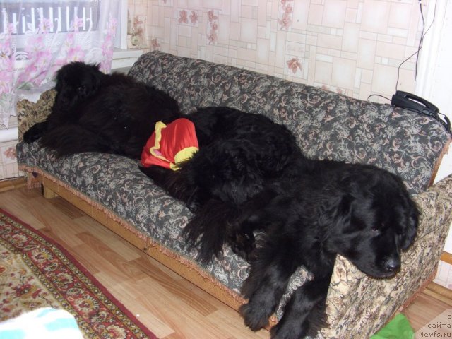 Фото: ньюфаундленд Akin Soul Sofiya (Акин Соул София), ньюфаундленд Lesnaya Skazka Lunnaya Sonata (Лесная Сказка Лунная Соната), ньюфаундленд Baryishnya (Барышня)