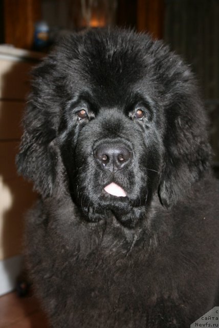 Фото: Fluffy avalanche excellent choice, ньюфаундленд Aquatoriya Kelvin Only Love (Акватория Келвин Онли Лав)