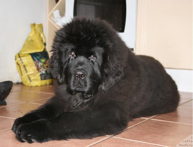 Фото: Fluffy avalanche excellent choice, ньюфаундленд Aquatoriya Kelvin Only Love (Акватория Келвин Онли Лав)