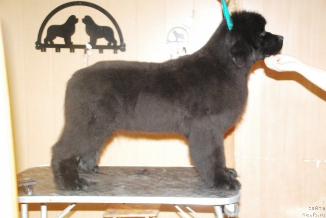 Фото: ньюфаундленд Fluffy Avalanch Ever Ready (Флюфи Аваланч Эвер Реаду)