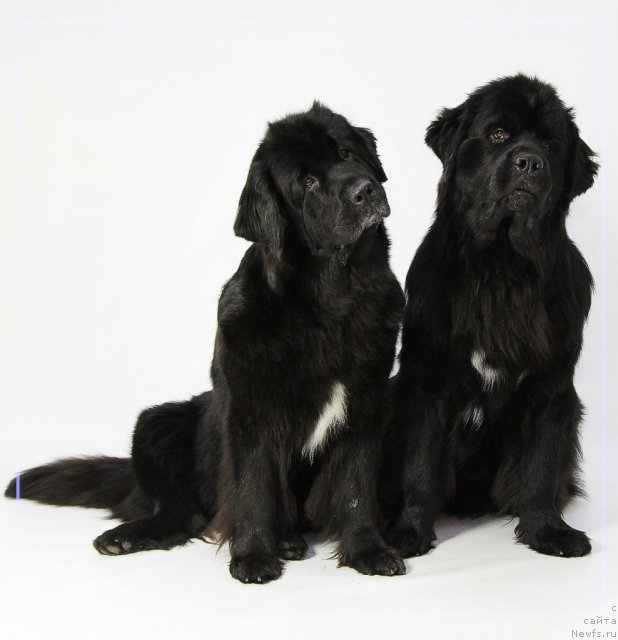 Фото: ньюфаундленд Super Bizon Astoriya (Супер Бизон Астория), ньюфаундленд Antario Black Style (Антарио Блэк Стайл)