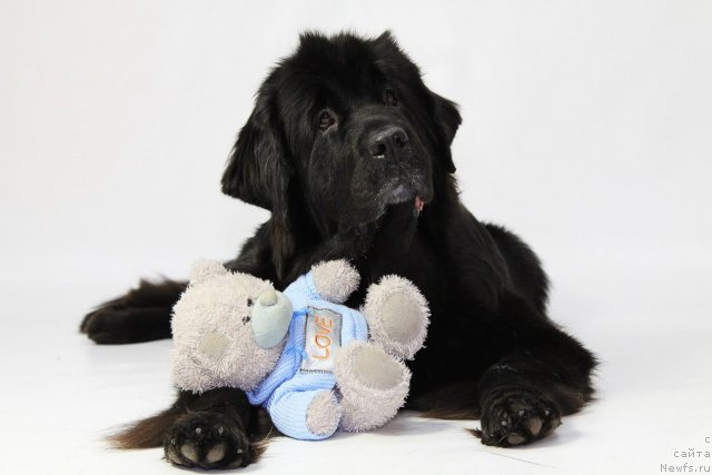 Фотография № 114860