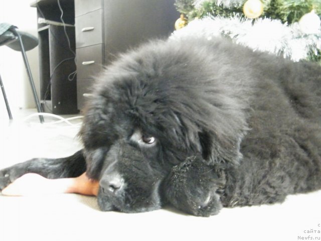 Фото: ньюфаундленд Аlpha Tauri Dinastiya Soverchenstva (Альфа Таури Династия Совершенства)