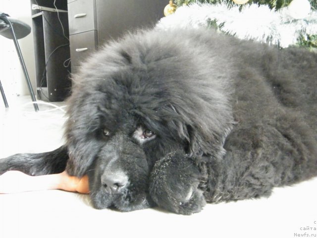 Фото: ньюфаундленд Аlpha Tauri Dinastiya Soverchenstva (Альфа Таури Династия Совершенства)