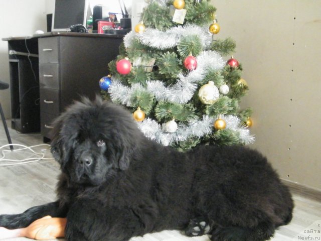 Фото: ньюфаундленд Аlpha Tauri Dinastiya Soverchenstva (Альфа Таури Династия Совершенства)