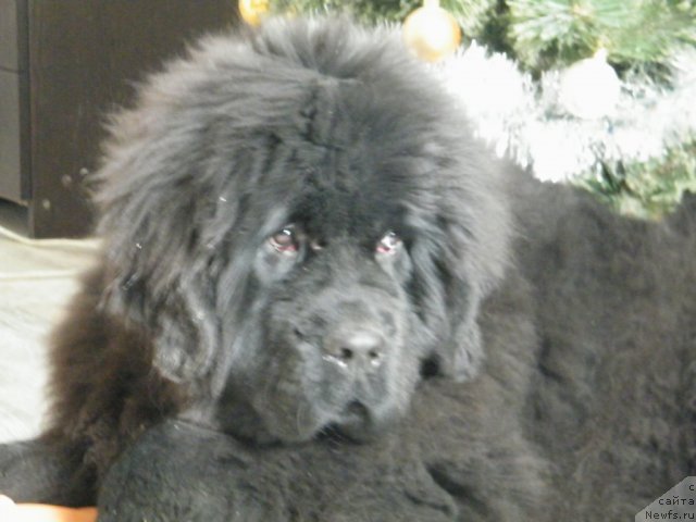 Фотография № 114864