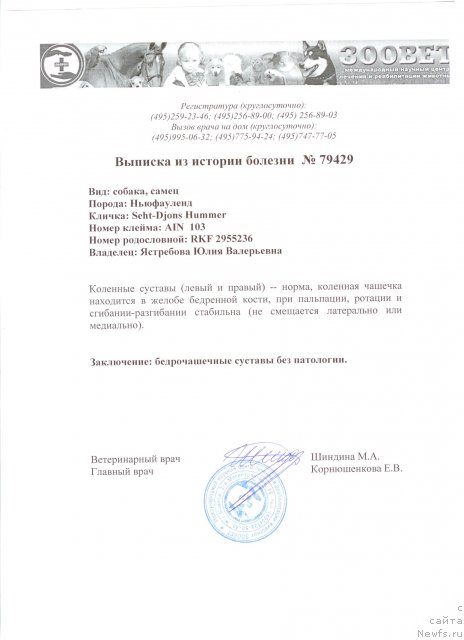 Фото: ньюфаундленд Sent Djons Hummer (Сент Джонс Хаммер)