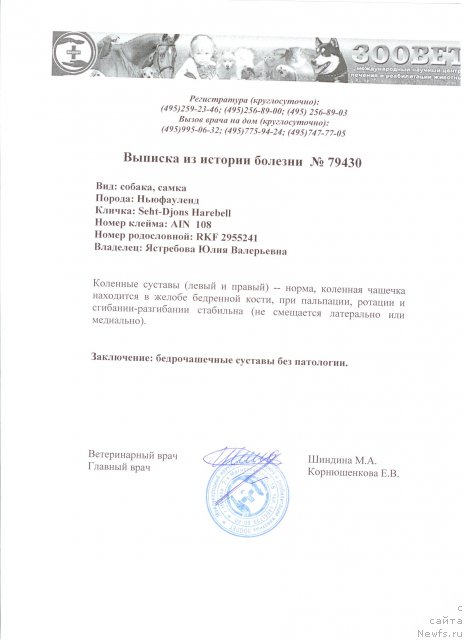 Фото: ньюфаундленд Sent Djons Harebell (Сент Джонс Харебелл)