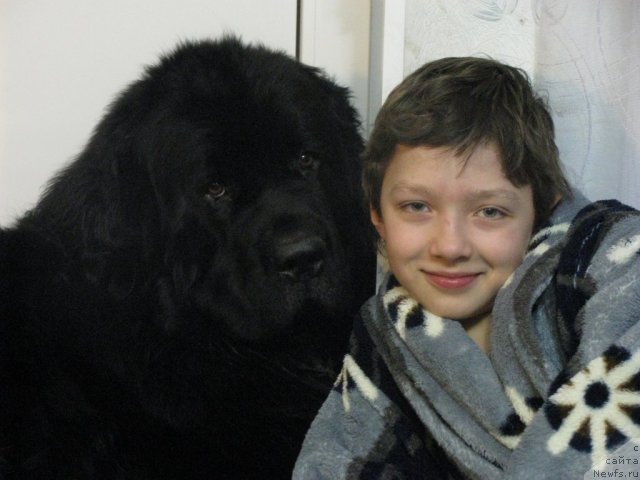 Фото: ньюфаундленд Fann'yuf Uilgryem Syer (Фанньюф Уилгрэм Сэр), Даня