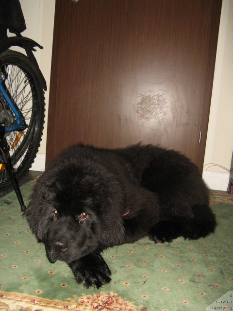 Фото: Ol'ga Koknaeva (Ольга Кокнаева)