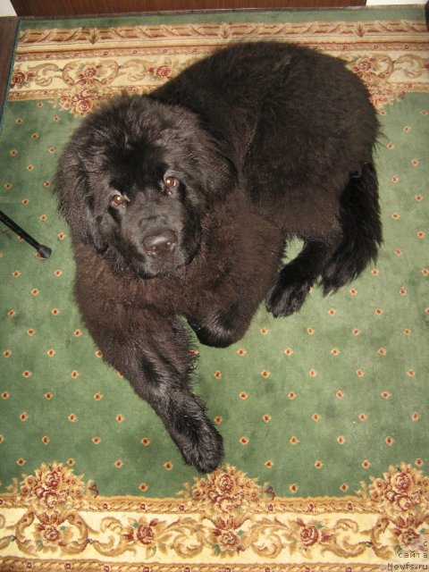 Фото: ньюфаундленд Amparo de Dios Dinastiya Soverchenstva (Ампаро де Диос Династия Совершенства)