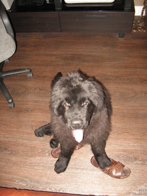 Фото: ньюфаундленд Amparo de Dios Dinastiya Soverchenstva (Ампаро де Диос Династия Совершенства)