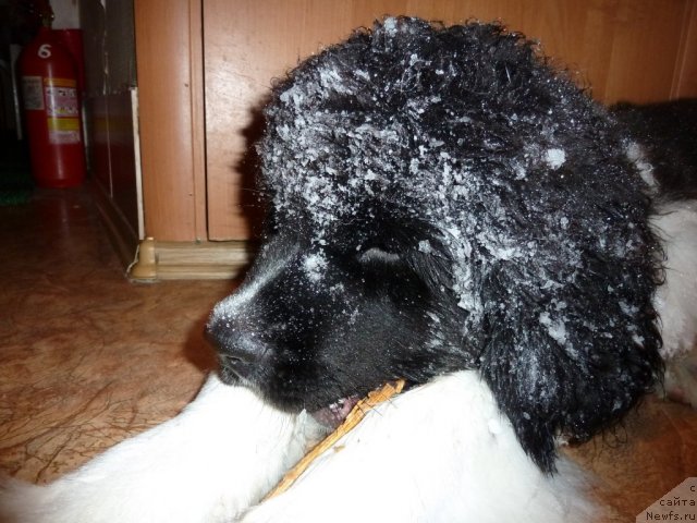 Фотография № 114887