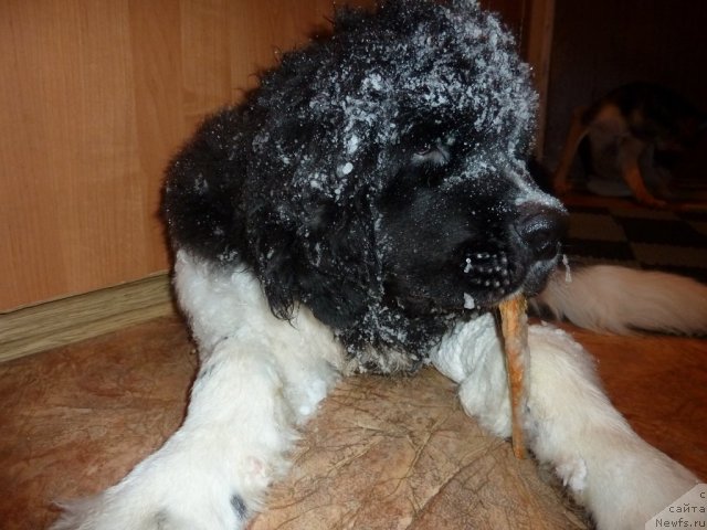 Фото: ньюфаундленд Fiamettahauz Primo Orso Neo (Фиаметтахауз Примо Орсо Нео)