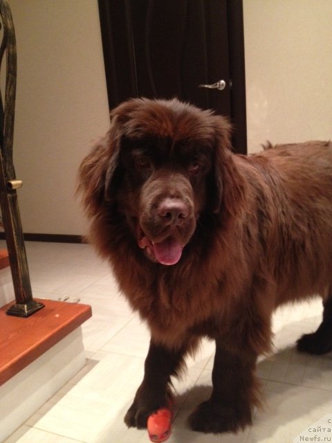 Фото: ньюфаундленд Van Len Taym Jenev'eva (Ван Лен Тайм Женевьева)