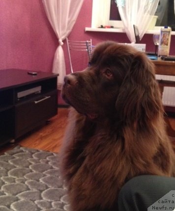 Фото: ньюфаундленд Van Len Taym Jenev'eva (Ван Лен Тайм Женевьева)