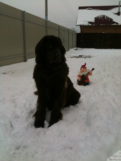 Фото: ньюфаундленд Van Len Taym Jenev'eva (Ван Лен Тайм Женевьева)