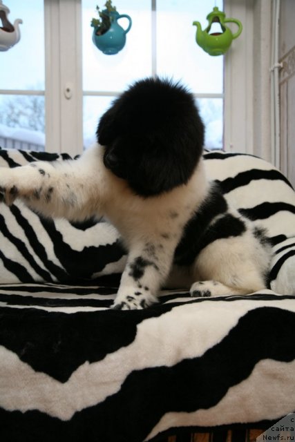 Фото: ньюфаундленд Stepnaya Palmira Eksklusive For Latvia (Степная Пальмира Ексклюзиве фор Латвия)