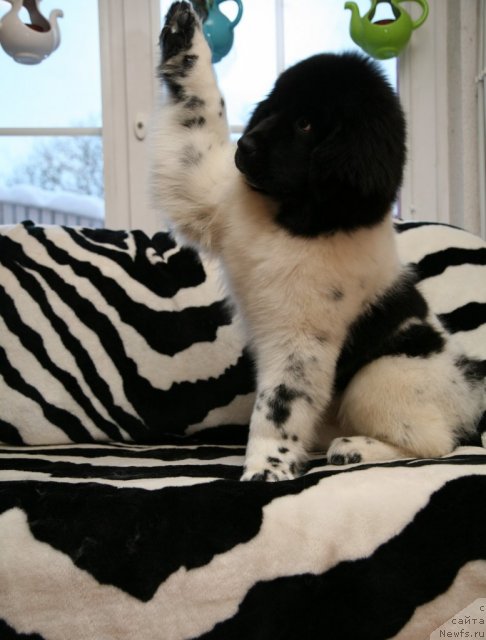 Фото: ньюфаундленд Stepnaya Palmira Eksklusive For Latvia (Степная Пальмира Ексклюзиве фор Латвия)