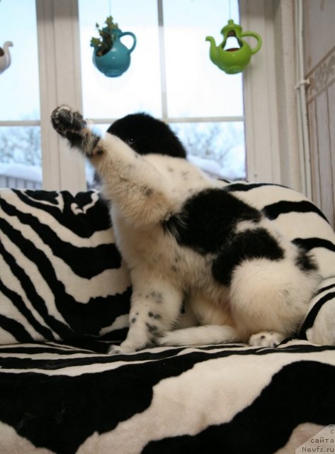 Фото: ньюфаундленд Stepnaya Palmira Eksklusive For Latvia (Степная Пальмира Ексклюзиве фор Латвия)