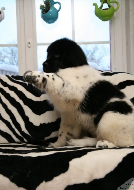 Фото: ньюфаундленд Stepnaya Palmira Eksklusive For Latvia (Степная Пальмира Ексклюзиве фор Латвия)