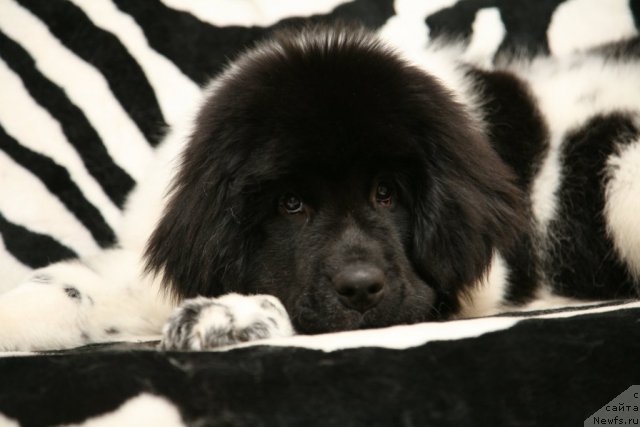 Фото: ньюфаундленд Stepnaya Palmira Eksklusive For Latvia (Степная Пальмира Ексклюзиве фор Латвия)