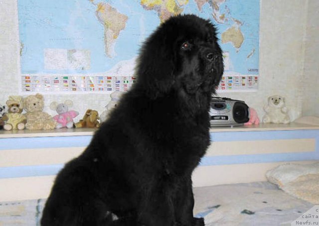 Фотография № 114959