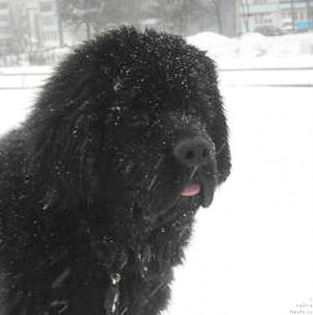 Фотография № 114962