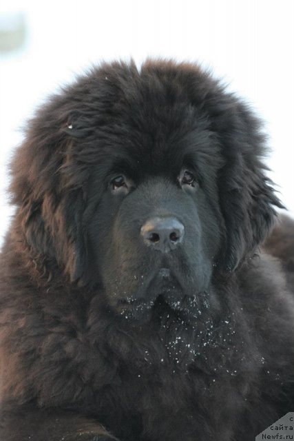 Фото: ньюфаундленд Aquatoriya Kelvin Only Love (Акватория Келвин Онли Лав)