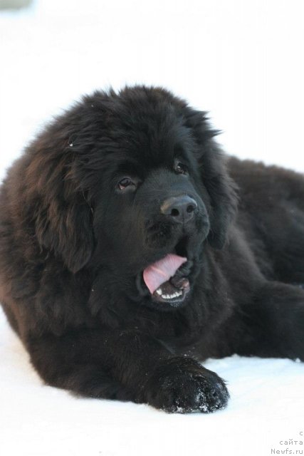 Фото: ньюфаундленд Aquatoriya Kelvin Only Love (Акватория Келвин Онли Лав)