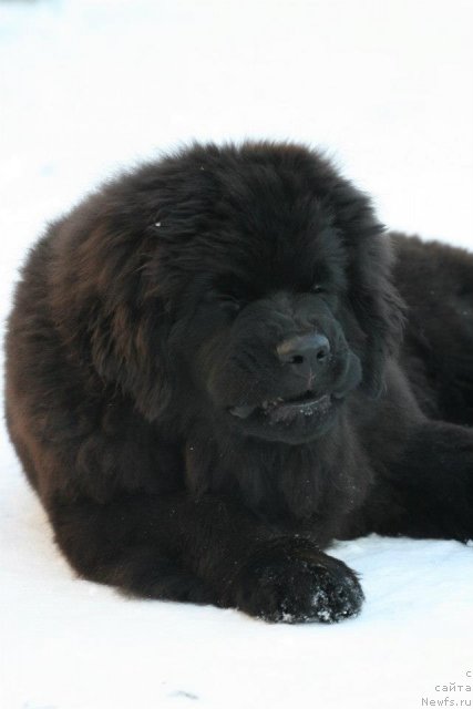 Фото: ньюфаундленд Aquatoriya Kelvin Only Love (Акватория Келвин Онли Лав)