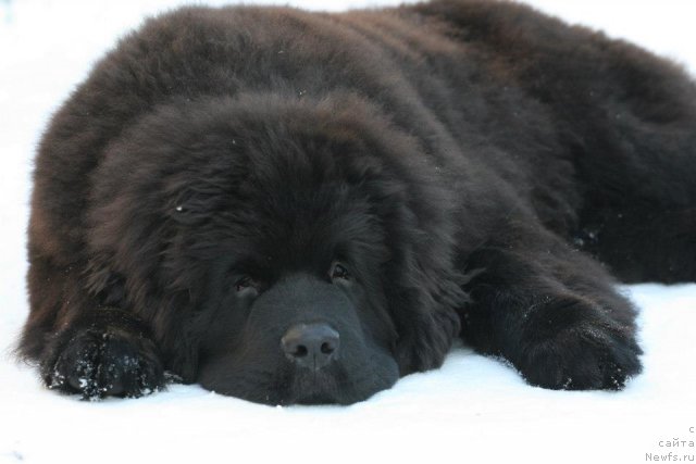 Фото: ньюфаундленд Aquatoriya Kelvin Only Love (Акватория Келвин Онли Лав)