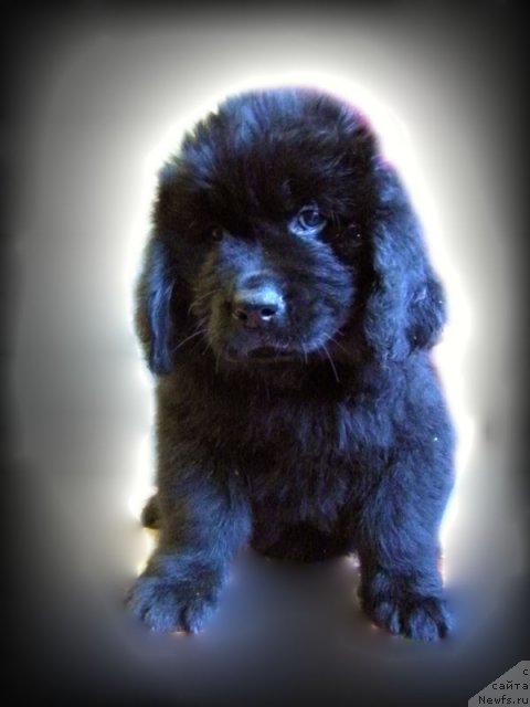 Фото: ньюфаундленд CHelesta Remarkabl Vench (Челеста Ремаркабл Венч)