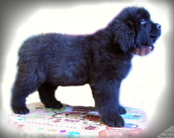 Фото: ньюфаундленд CHelesta Remarkabl Vench (Челеста Ремаркабл Венч)