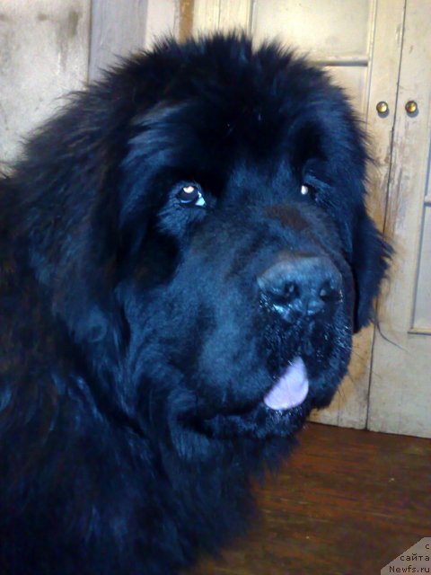 Фотография № 114969