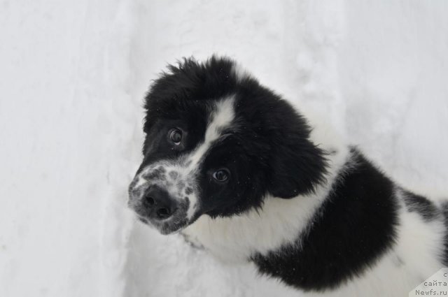 Фотография № 114979