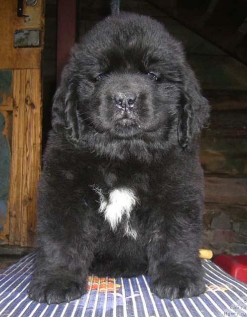 Фото: ньюфаундленд Super Bizon Viva La Diva (Супер Бизон Вива Ла Дива)