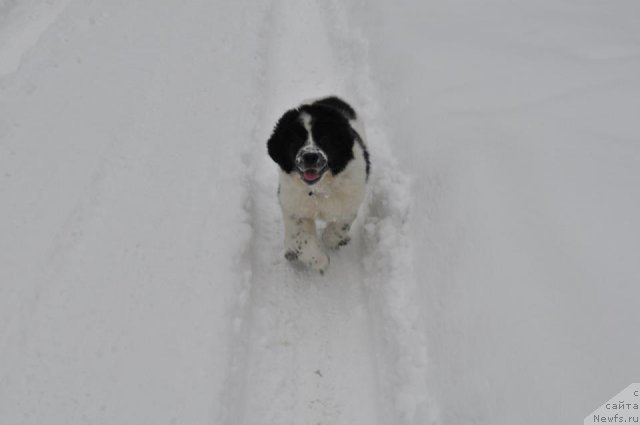 Фотография № 114980