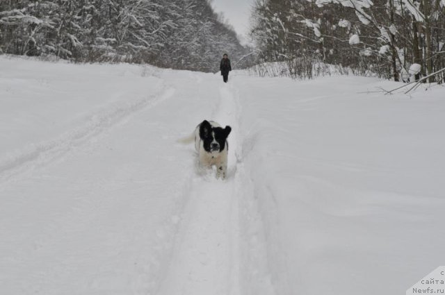 Фотография № 114981