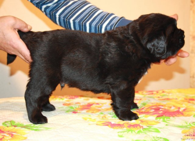 Фото: сын, ньюфаундленд Super Premium Jani Monik (Супер Премиум Жани Моник), ньюфаундленд Very Fairweathers X'Got The Rhythm