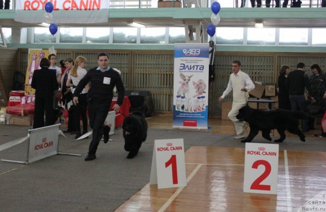 Фото: ньюфаундленд Able To Win Dinastiya Soverchenstva (Айбл Ту Вин Династия Совершенства)