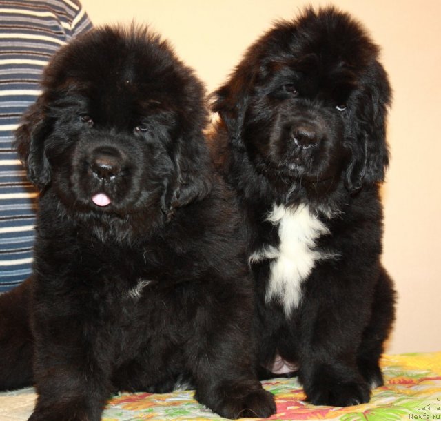 Фото: ньюфаундленд Dark Pride Valentino (Дак Прайд Валентино), ньюфаундленд Dark Pride Vivienne (Дак Прайд Вивьен)