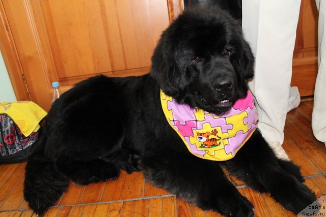 Фото: ньюфаундленд Bi Perfekt Almaz (Би Перфект Алмаз)