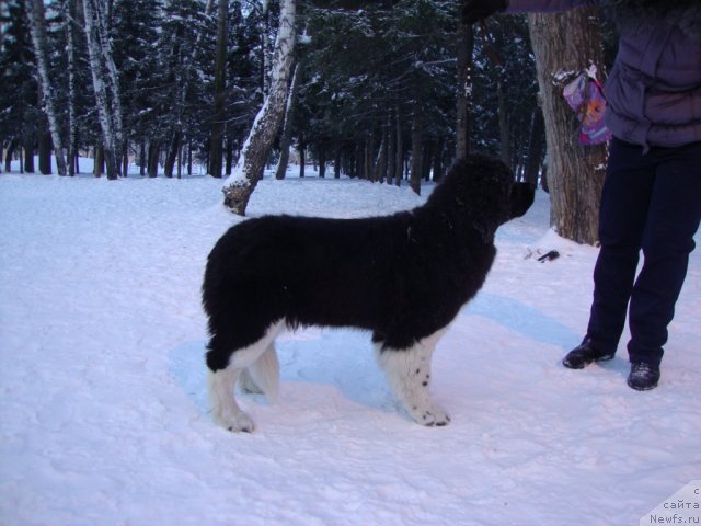 Фотография № 115002